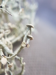 Ramalina intermedia