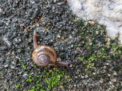 Macrochlamys nitidissima