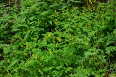 Corydalis pallida