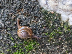 Macrochlamys nitidissima