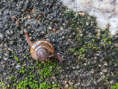 Macrochlamys nitidissima