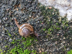 Macrochlamys nitidissima