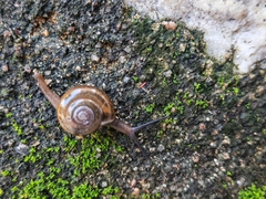 Macrochlamys nitidissima