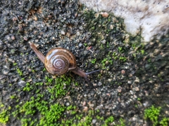 Macrochlamys nitidissima