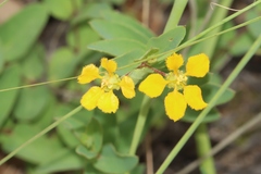Aspicarpa hirtella