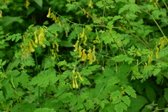 Corydalis pallida