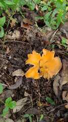 Craterellus odoratus