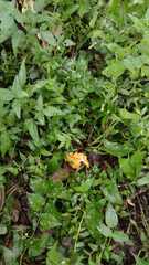 Craterellus odoratus