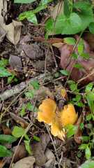 Craterellus odoratus