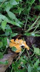 Craterellus odoratus