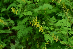 Corydalis pallida