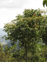 Toxicodendron striatum