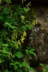 Corydalis pallida