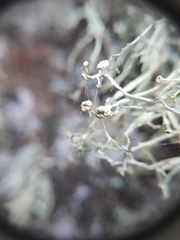 Ramalina intermedia