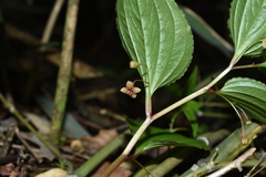 Croomia japonica