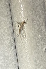 Siphlonurus occidentalis