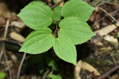 Croomia japonica