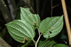 Croomia japonica