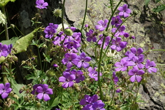 Geranium ruprechtii