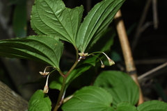 Croomia japonica