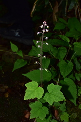 Tiarella polyphylla