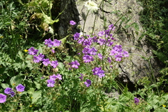 Geranium ruprechtii