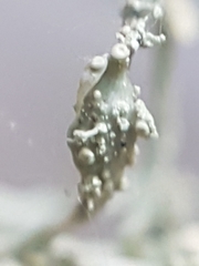 Ramalina intermedia