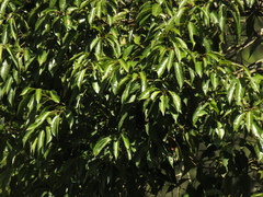 Alchornea