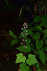 Tiarella polyphylla