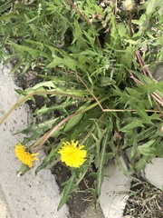 Taraxacum officinale