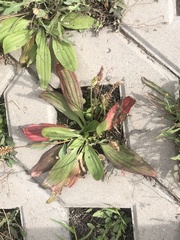 Plantago depressa