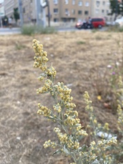 Artemisia absinthium