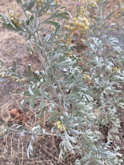 Artemisia absinthium