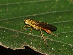 Ptecticus extensipes