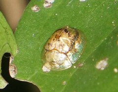 Coptocycla sordida