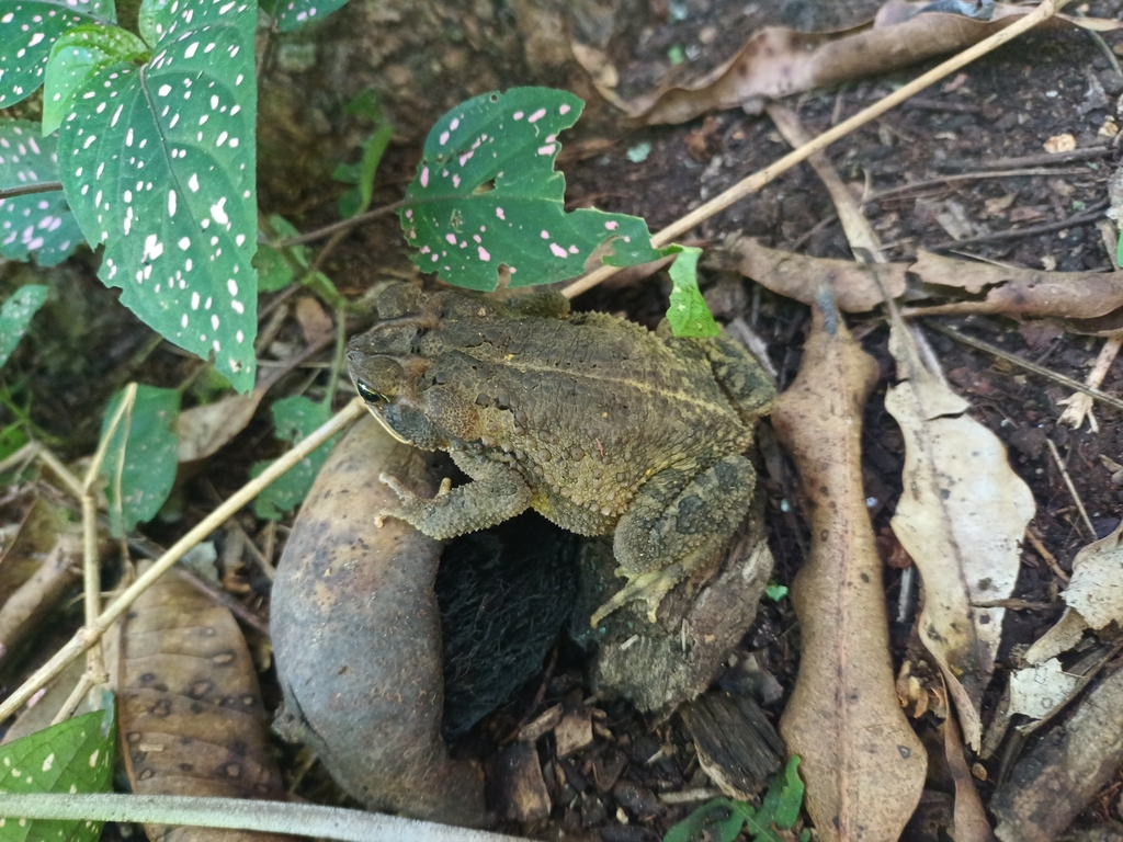 Central American Gulf Coast Toad from Huiloapan de Cuauhtémoc on August ...