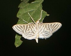 Spilomela pantheralis