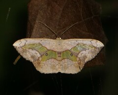 Semaeopus nisa