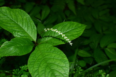 Chloranthus henryi