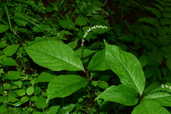 Chloranthus henryi