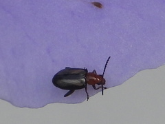 Luperomorpha vittata