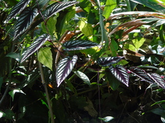 Cissus discolor