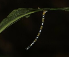 Proutoscia fenestraria