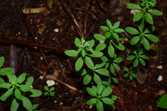 Galium asperuloides hoffmeisteri