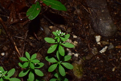 Galium asperuloides hoffmeisteri