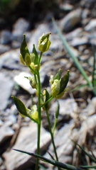 Draba juvenilis