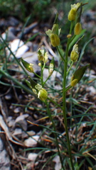Draba juvenilis