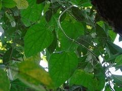 Tinospora
