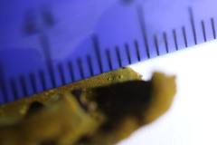 Phylloporia