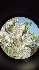 Illosporium carneum